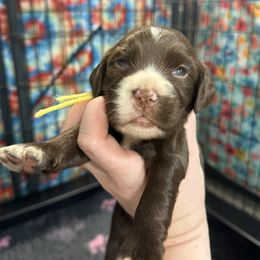 Pocus - Liver female English Cocker Spaniel puppy in Lake City, Florida from Ryndal & Co.
