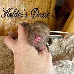 Oslo - Cream male Dachshund puppy in Atwood, Oklahoma from Holder’s Doxie Farm