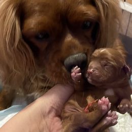Cavalier King Charles Spaniel Puppies from Colorful Cavaliers