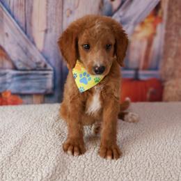 Simba - Red  male Goldendoodle puppy in Apopka, Florida from Rae Precious Puppies