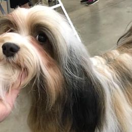 Doberman Pinschers and Havanese from Los Arriba Havanese