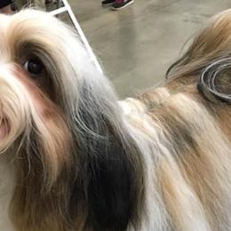 Doberman Pinschers and Havanese from Los Arriba Havanese