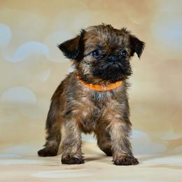 Orange Collar Girl - Red female Brussels Griffon puppy in Florida from Robin’s Griffons
