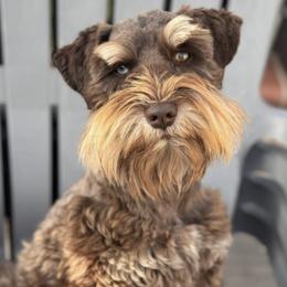 Miniature Schnauzers from The_K_Schnauzers