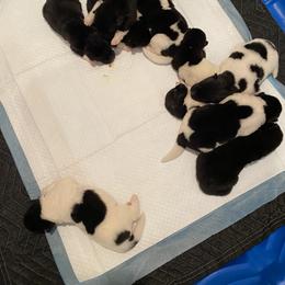 Akita Puppies from Gloe Akita's