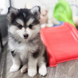 Inky - Black and white male Pomsky puppy in Orange County, California from Pomsky Playpen