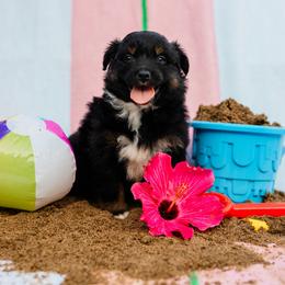 Sandy - Black tri-color female Australian Shepherd puppy in Eubank, Kentucky from Ashlee's Aussies