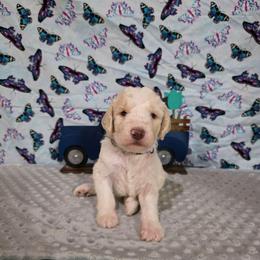Dax - Parti male Labradoodle puppy in Weatherford, Texas from Oodles of poodles and doodles