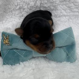 Yorkshire Terrier Puppies from Teenie Sweeties Yorkies