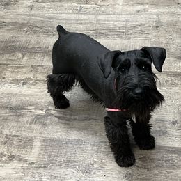 Zoe - Miniature Schnauzer