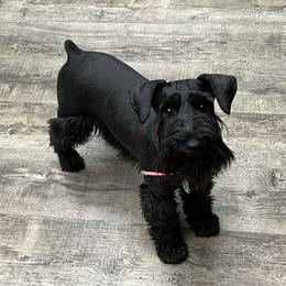 Zoe - Miniature Schnauzer