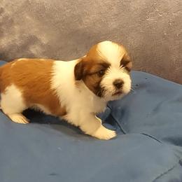 Boy 2 - Parti male Lhasa Apso puppy in Norman, Oklahoma from Steve's Puppies