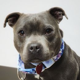 Sega - Staffordshire Bull Terrier