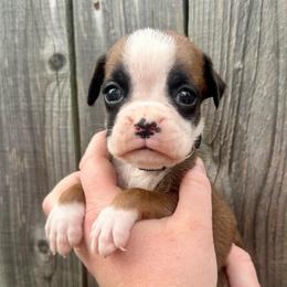 Teal - Stella - Fawn female Boxer puppy in Watervliet, New York from Shamrock's Boxers