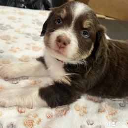Miniature Australian Shepherd Puppies from Z’s Mini Aussies