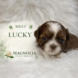 Lucky - Red and white male Shih Tzu puppy in Statesboro, Georgia from Magnolia Small Breeds