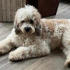 Sadie Mae - Saint Berdoodle