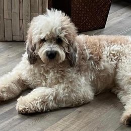 Sadie Mae - Saint Berdoodle