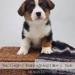 Turkey - Black and tan male Pembroke Welsh Corgi puppy in Pine Village, Indiana from NL Horsemanship