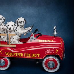 Dalmatian and Doberman Pinscher Puppies from Lorelei Legends