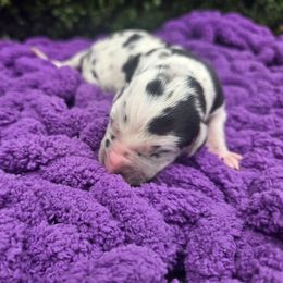Fiona - Harlequin female Great Dane puppy in Granby, Missouri from HCR Great Danes