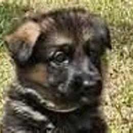 Gray Collar Puppy 7 - Black and red female German Shepherd puppy in Central Florida, Florida from Vom Furstenhund