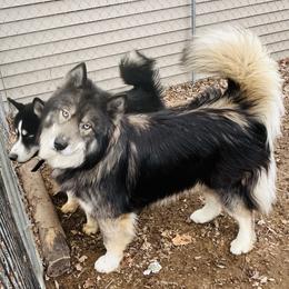 Theodore - Agouti and white male Siberian Husky puppy in Rochester, Indiana from Dances With Huskies