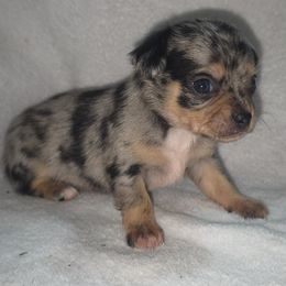 Eeyore - Blue merle male Chihuahua puppy in Tomball, Texas from Katie's Krew