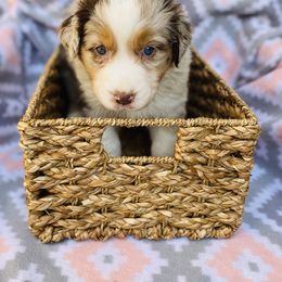 Australian Shepherd Puppies from Jo’s Aussies