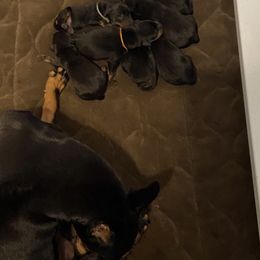 Boy 1 - Manchester Terrier puppy in Lyman, Mississippi from Raintree Manchester Terriers