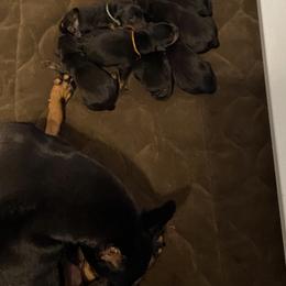 Boy 1 - Manchester Terrier puppy in Lyman, Mississippi from Raintree Manchester Terriers