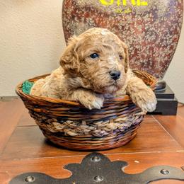 Bells - Apricot female Goldendoodle puppy in Cambridge, Minnesota from Country Meadow Doodles
