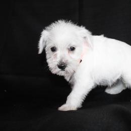 White Girl 1 Orange - White female Miniature Schnauzer puppy in Spring Hill, Florida from Suncoast Miniature Schnauzers