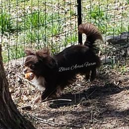 Choco - Chihuahua