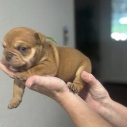 Bear - Chocolate tri-color male Bulldog puppy in Plano, Texas from Dallas Finest Bulldogs