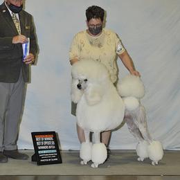 Charlie - Poodle