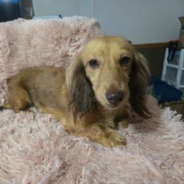 Hershey - Cream female Dachshund puppy in Rosanky, Texas from Sandy Creek Minatare Dachshunds