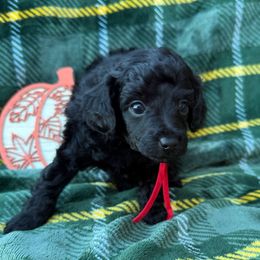 Gomez (Red Collar) - Black male Poodle puppy in Huntsville, Alabama from Flint River Poodles
