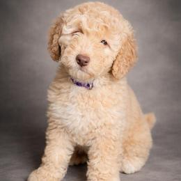 Butter - Golden Teddy Bear Mini Girl - Apricot female Goldendoodle puppy in Lancaster, California from Kid's Best Doodle