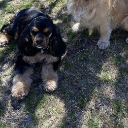 Cockapoos, Cocker Spaniels, and Poodles from Desert Puppies