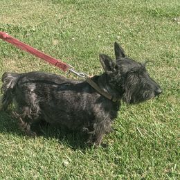 Sunny - Scottish Terrier