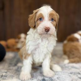 Dakota - Yellow and white female Bernedoodle puppy in Dundee, Ohio from Down Home Doodle