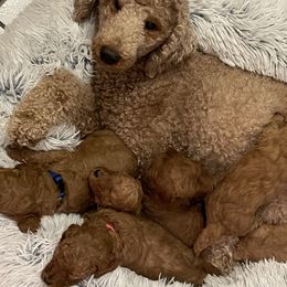 Poodles from Freedom Branch Poodles