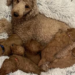Poodles from Freedom Branch Poodles