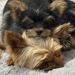 Yorkshire Terriers from Yorkshire Estate Yorkies