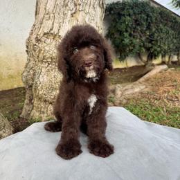 Chocolate - Brown male Poodle puppy in Los Angeles, California from Exquisite Doodles