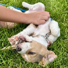Beagle Puppies from Leslie Beagles of Leslie Farm