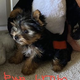 Yorkshire Terrier Puppies from Happy Little Yorkies