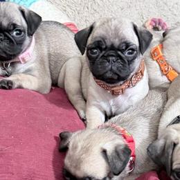 Lucky - Fawn male Pug puppy in Moorefield, West Virginia from Wratchford Farms