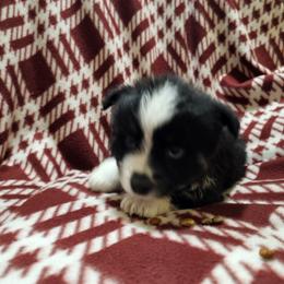Girl 1 - Black & white female Miniature Australian Shepherd puppy in New Plymouth, Idaho from D & L Mini Aussies